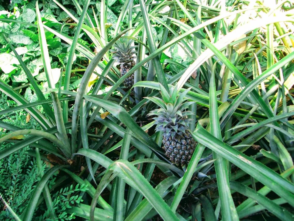 パイナップル Pineapple