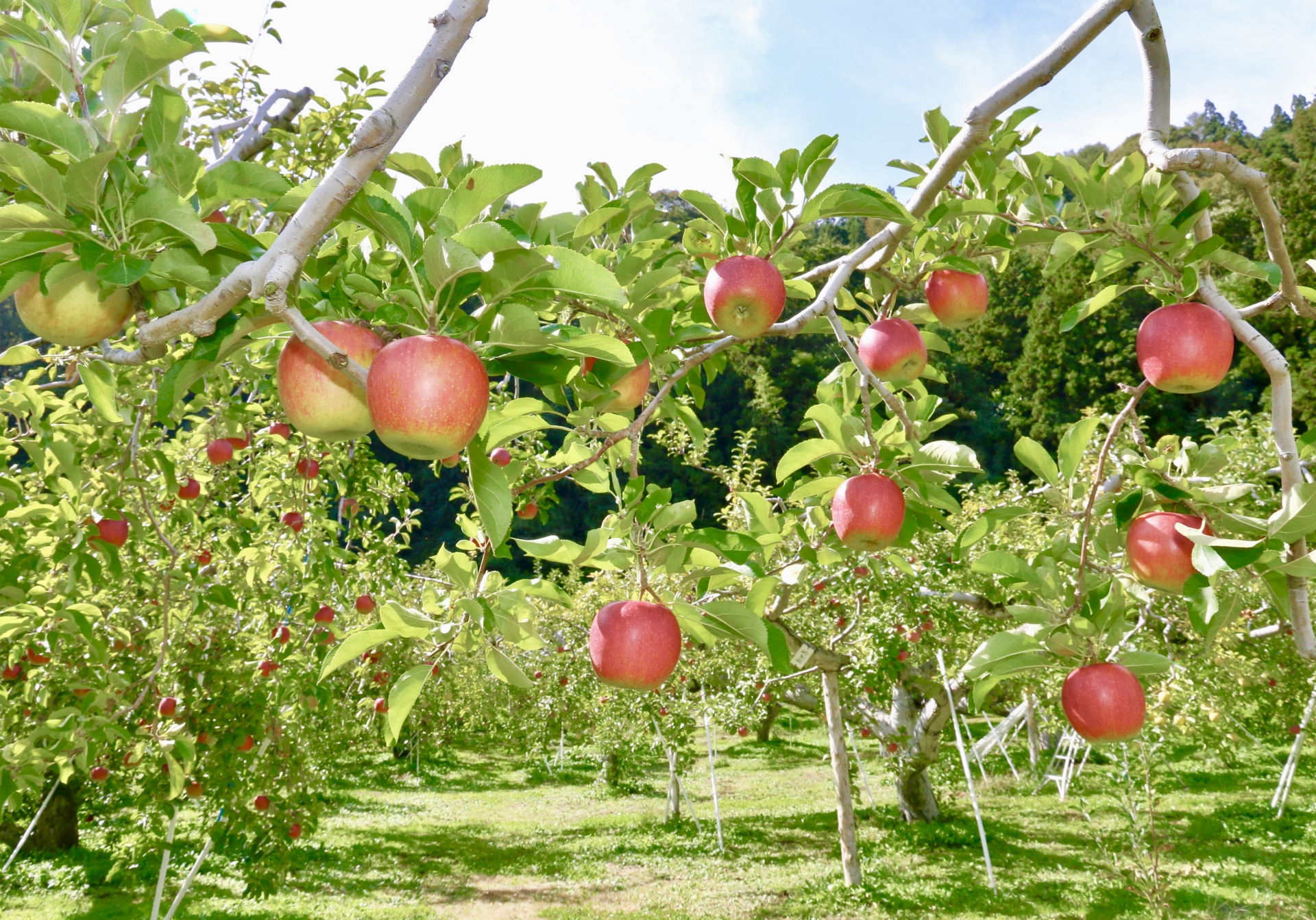 リンゴ 林檎 Apple
