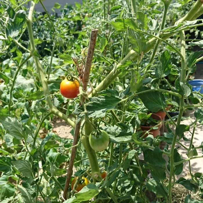 野菜ソムリエミッシーの野菜日記-トマト