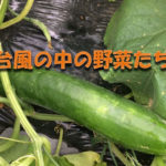 アイキャッチ画像_台風の中の野菜たち