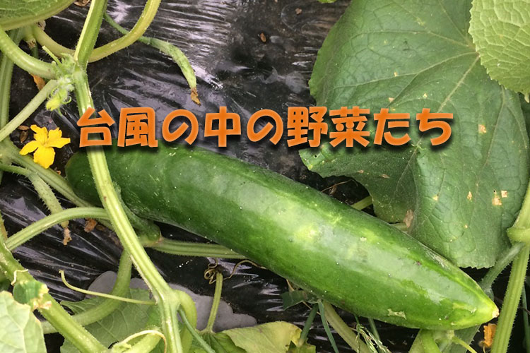 アイキャッチ画像_台風の中の野菜たち