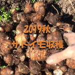 アイキャッチ画像_2019秋サトイモ収穫