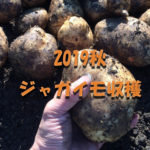 アイキャッチ画像_2019秋ジャガイモ収穫