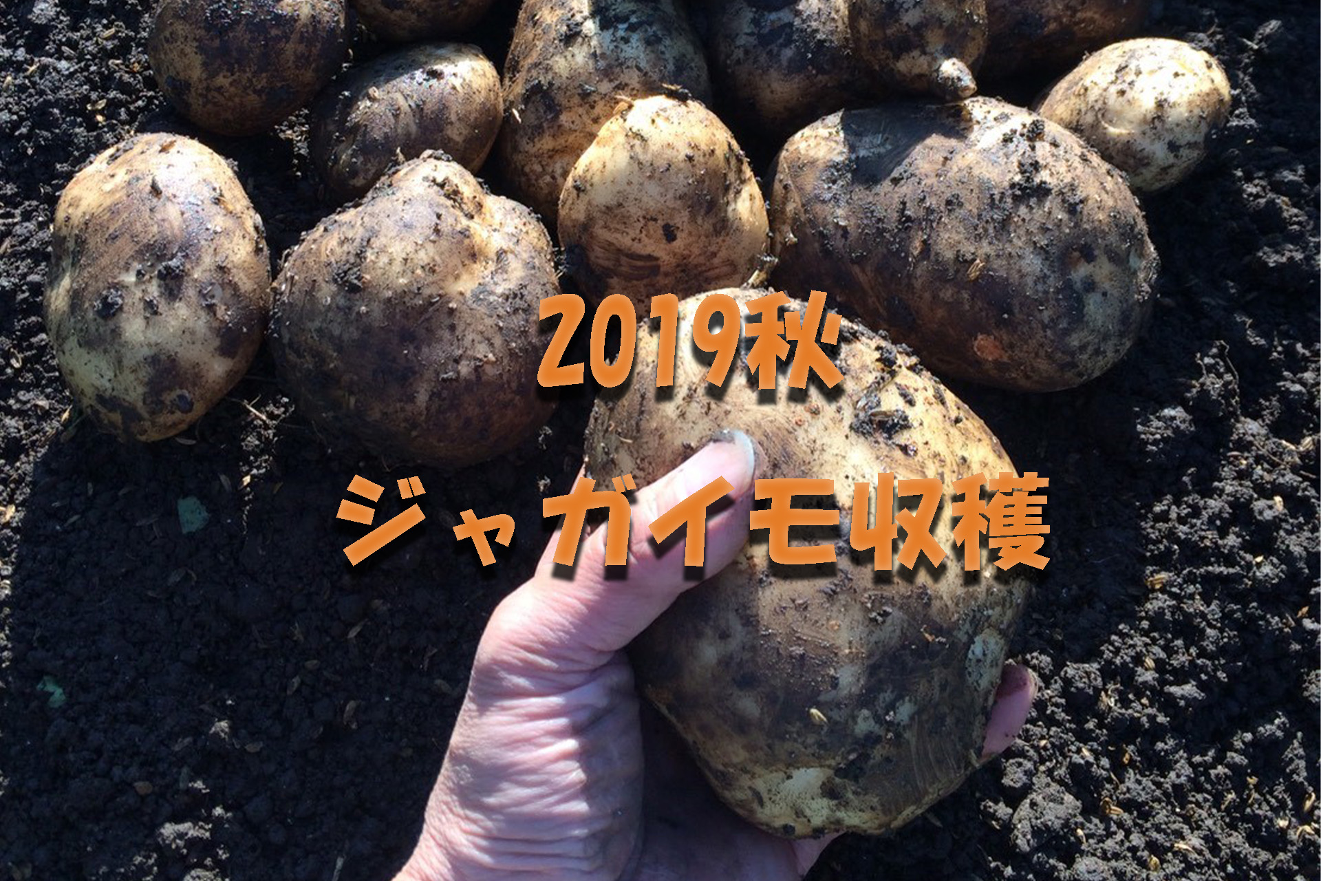 アイキャッチ画像_2019秋ジャガイモ収穫
